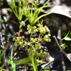 Crassula decumbens var. decumbens at Wamboin, NSW - 17 Oct 2020