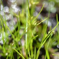 Juncus (genus) (A Rush) at Wamboin, NSW - 17 Oct 2020 by natureguy