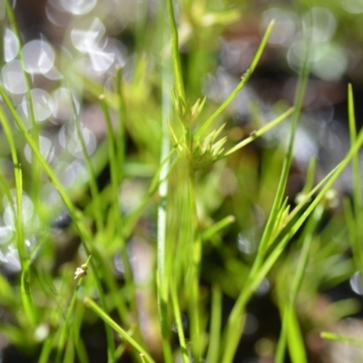 Juncus (genus) (A Rush) at Wamboin, NSW - 17 Oct 2020 by natureguy