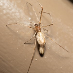 Argiope protensa at Acton, ACT - 17 Dec 2020 11:31 AM