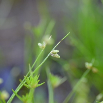 Isolepis (genus) (Club-rush) at Wamboin, NSW - 17 Oct 2020 by natureguy