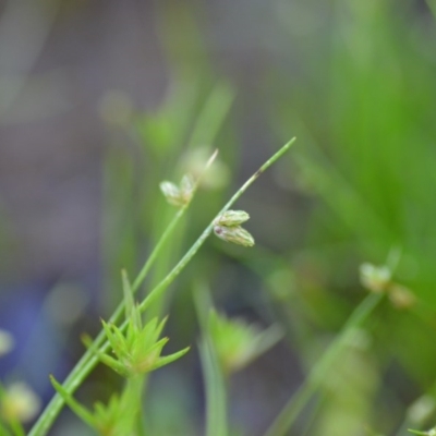 Isolepis sp. (Club-rush) at Wamboin, NSW - 17 Oct 2020 by natureguy