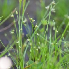 Isolepis sp. at Wamboin, NSW - 17 Oct 2020