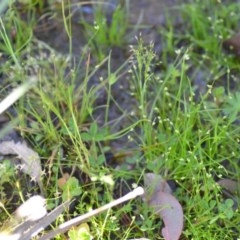 Isolepis sp. at Wamboin, NSW - 17 Oct 2020