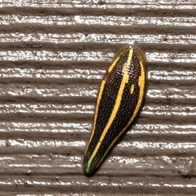 Hirudinidae sp. (family) (A Striped Leech) at Acton, ACT - 17 Dec 2020 by Roger