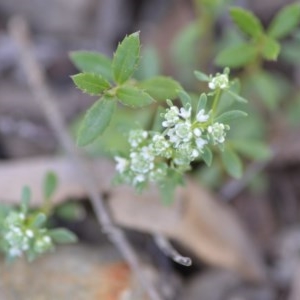 Poranthera microphylla at Wamboin, NSW - 17 Oct 2020