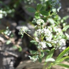 Poranthera microphylla at Wamboin, NSW - 17 Oct 2020