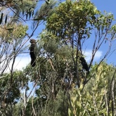 Calyptorhynchus lathami lathami (Glossy Black-Cockatoo) at South Pacific Heathland Reserve - 17 Dec 2020 by Blackcockatoo