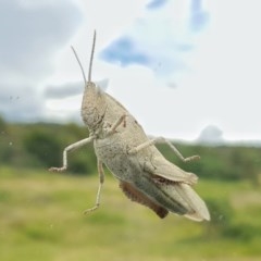 Goniaea australasiae (Gumleaf grasshopper) at Lower Cotter Catchment - 16 Dec 2020 by Jek