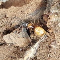 Camponotus claripes (Pale-legged sugar ant) at Lyneham Ridge - 17 Dec 2020 by tpreston