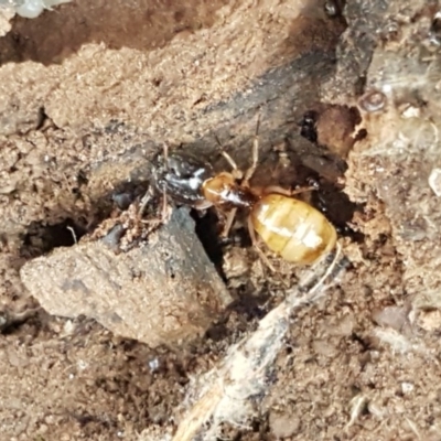 Camponotus claripes (Pale-legged sugar ant) at Lyneham, ACT - 17 Dec 2020 by trevorpreston