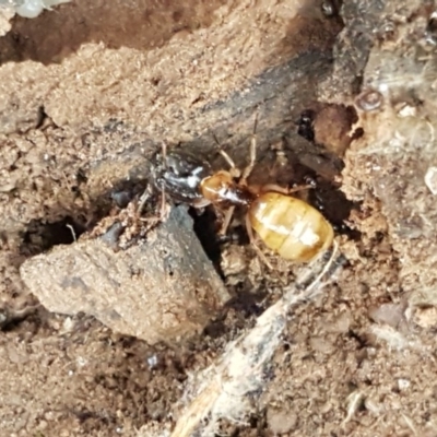 Camponotus claripes (Pale-legged sugar ant) at O'Connor Ridge to Gungahlin Grasslands - 17 Dec 2020 by trevorpreston