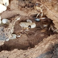 Camponotus claripes at Lyneham, ACT - 17 Dec 2020