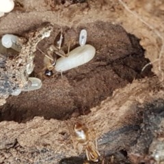 Camponotus claripes at Lyneham, ACT - 17 Dec 2020