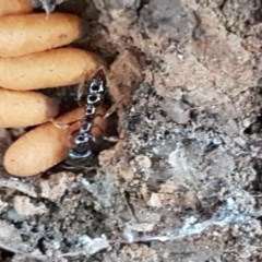 Amblyopone sp. (genus) (Slow ant) at Kaleen, ACT - 17 Dec 2020 by tpreston
