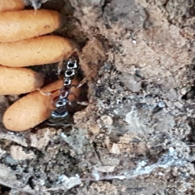 Amblyopone sp. (genus) (Slow ant) at Lyneham Ridge - 17 Dec 2020 by trevorpreston