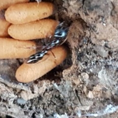 Amblyopone sp. (genus) at Kaleen, ACT - 17 Dec 2020