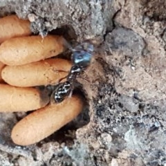 Amblyopone sp. (genus) at Kaleen, ACT - 17 Dec 2020