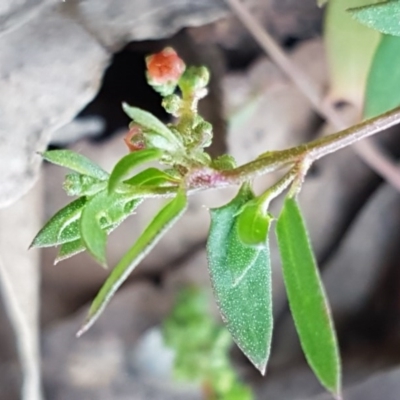 Einadia nutans (Climbing Saltbush) at Lyneham, ACT - 17 Dec 2020 by trevorpreston