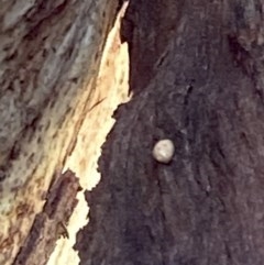 Unidentified Insect at Red Hill Nature Reserve - 17 Dec 2020 by AdventureGirl