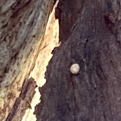 Unidentified Insect at Red Hill Nature Reserve - 17 Dec 2020 by AdventureGirl