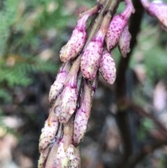 Dipodium sp. (A Hyacinth Orchid) at Paddys River, ACT - 16 Dec 2020 by MattFox