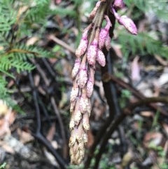 Dipodium sp. at Paddys River, ACT - 16 Dec 2020