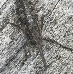 Coryphistes ruricola at Downer, ACT - 15 Dec 2020