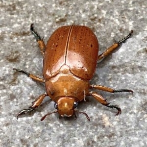 Anoplognathus sp. (genus) at Deakin, ACT - 13 Dec 2020