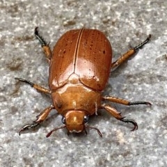 Anoplognathus pallidicollis (Cashew beetle) at Deakin, ACT - 12 Dec 2020 by AdventureGirl