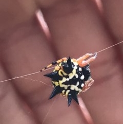 Austracantha minax (Christmas Spider, Jewel Spider) at Black Mountain - 15 Dec 2020 by MattFox