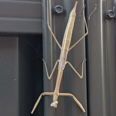 Archimantis latistyla (Stick Mantis, Large Brown Mantis) at Albury - 17 Dec 2020 by ChrisAllen