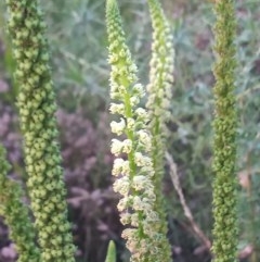 Reseda luteola (Weld) at Point Hut to Tharwa - 17 Dec 2020 by michaelb