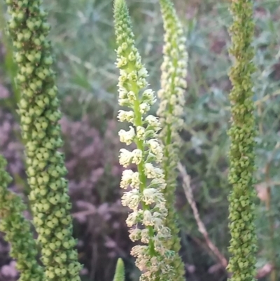 Reseda luteola (Weld) at Point Hut to Tharwa - 17 Dec 2020 by michaelb