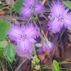 Thysanotus tuberosus subsp. tuberosus (Common Fringe-lily) at Manyana Inyadda Drive development area - 17 Dec 2020 by JulieL