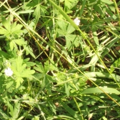 Geranium (genus) (Geranium) at Jones Creek, NSW - 11 Apr 2012 by abread111