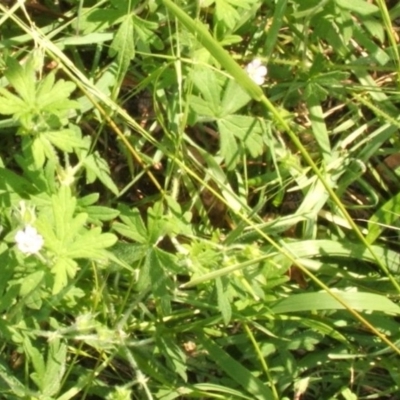 Geranium sp. (Geranium) at Jones Creek, NSW - 11 Apr 2012 by abread111