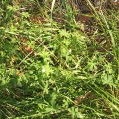Geranium sp. at Jones Creek, NSW - 11 Apr 2012