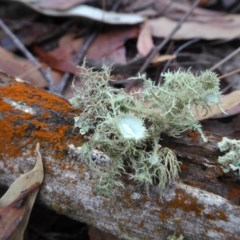 Usnea sp. (genus) (Bearded lichen) at Yass River, NSW - 17 Dec 2020 by SenexRugosus