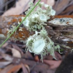 Usnea sp. (genus) at Yass River, NSW - 17 Dec 2020