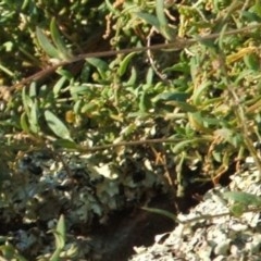 Atriplex semibaccata at Jones Creek, NSW - 11 Apr 2012 by abread111