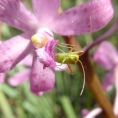 Miridae (family) at Yass River, NSW - suppressed