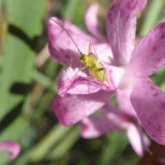 Miridae (family) at Yass River, NSW - suppressed