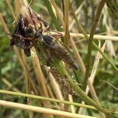 Zosteria sp. (genus) (Common brown robber fly) at Curtin, ACT - 14 Dec 2020 by RAllen