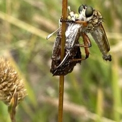 Zosteria sp. (genus) (Common brown robber fly) at Yarralumla, ACT - 14 Dec 2020 by RAllen