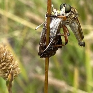 Zosteria sp. (genus) at Yarralumla, ACT - 14 Dec 2020