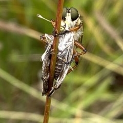 Zosteria sp. (genus) at Yarralumla, ACT - 14 Dec 2020