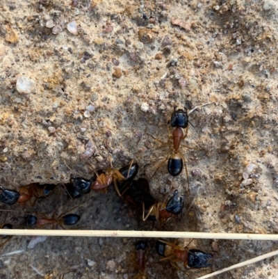 Camponotus consobrinus (Banded sugar ant) at Murrumbateman, NSW - 15 Dec 2020 by SimoneC