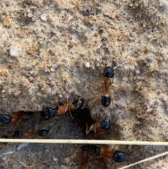 Camponotus consobrinus (Banded sugar ant) at Murrumbateman, NSW - 15 Dec 2020 by SimoneC