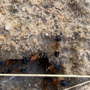 Camponotus consobrinus at Murrumbateman, NSW - 15 Dec 2020